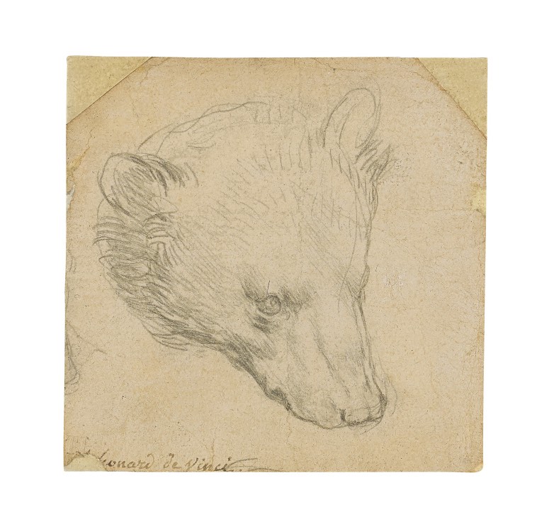 Head of a Bear by Leonardo da Vinci