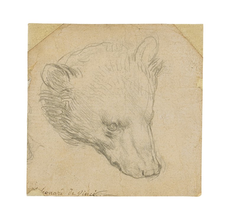 Head of a Bear by Leonardo da Vinci