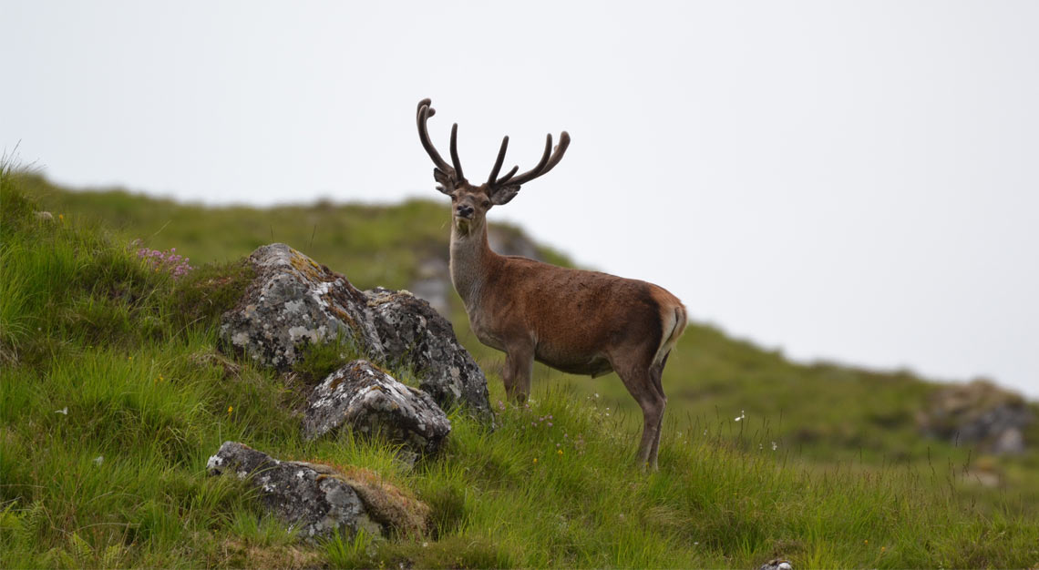 Affric Highlands