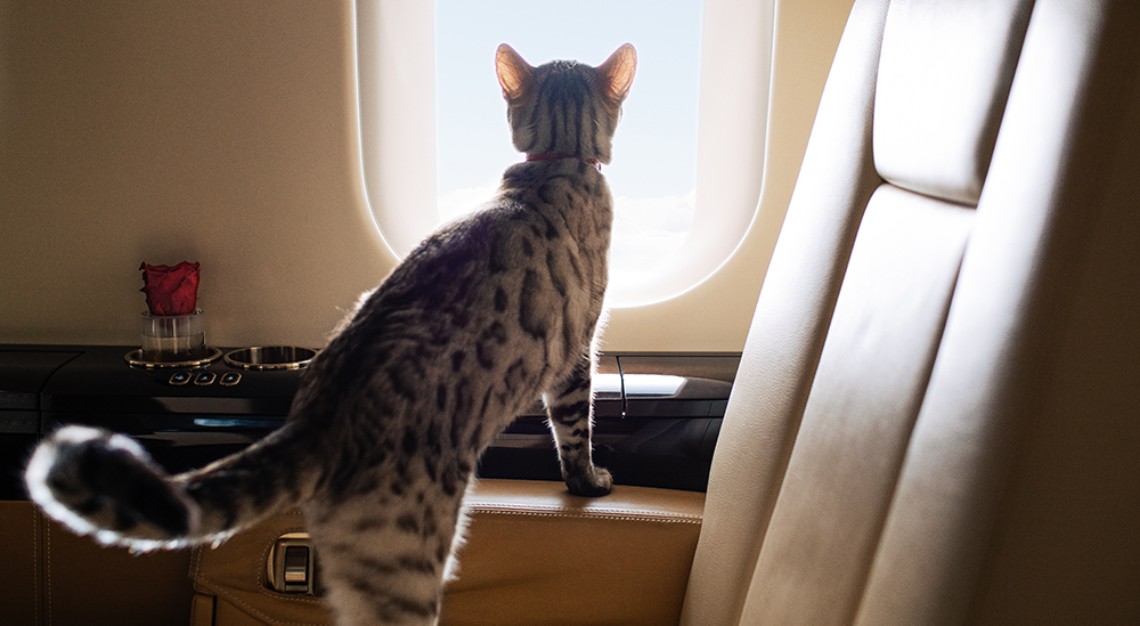 VistaJet cat