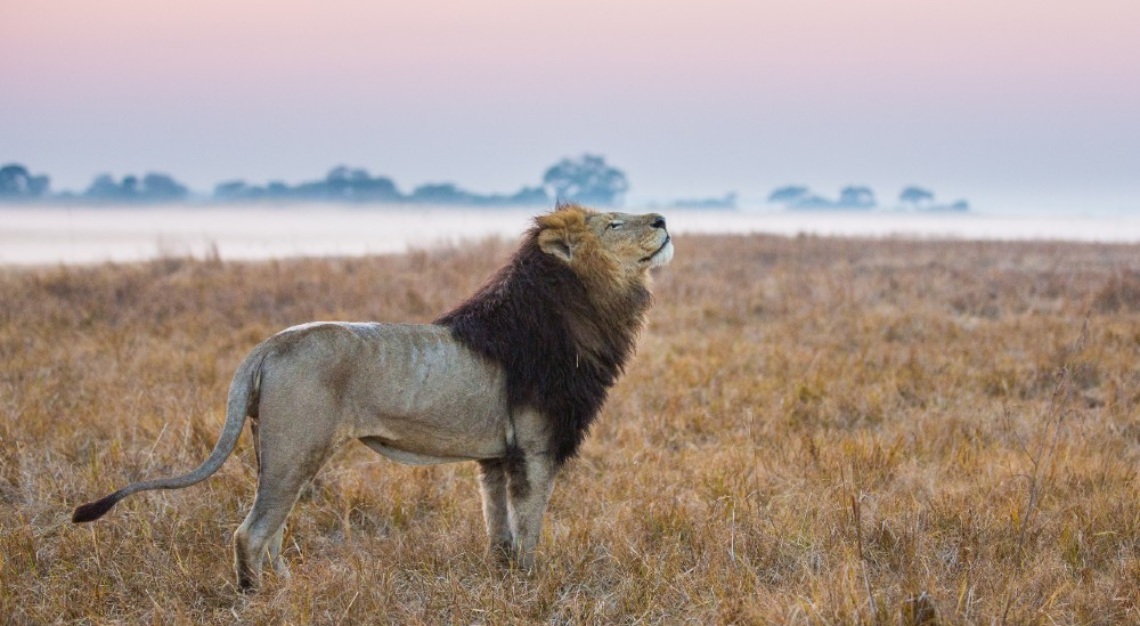 Wilderness Safaris Zambia trip