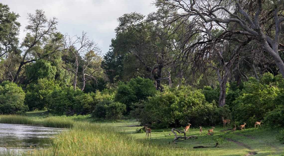 Green season safari Wilderness Safaris