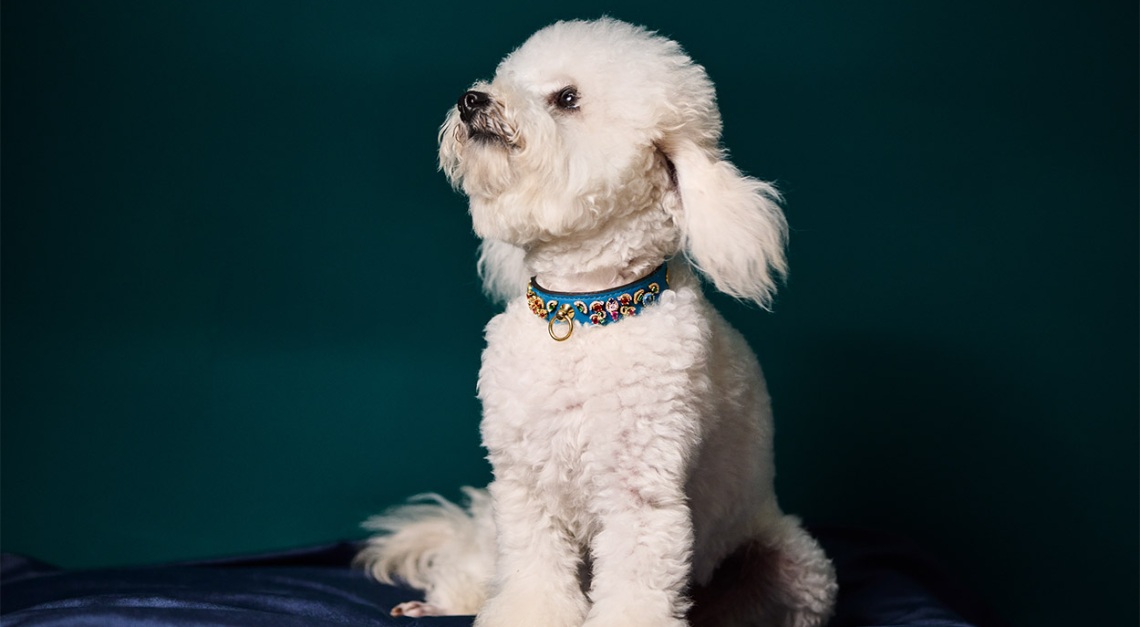 Dog jewellery hotsell