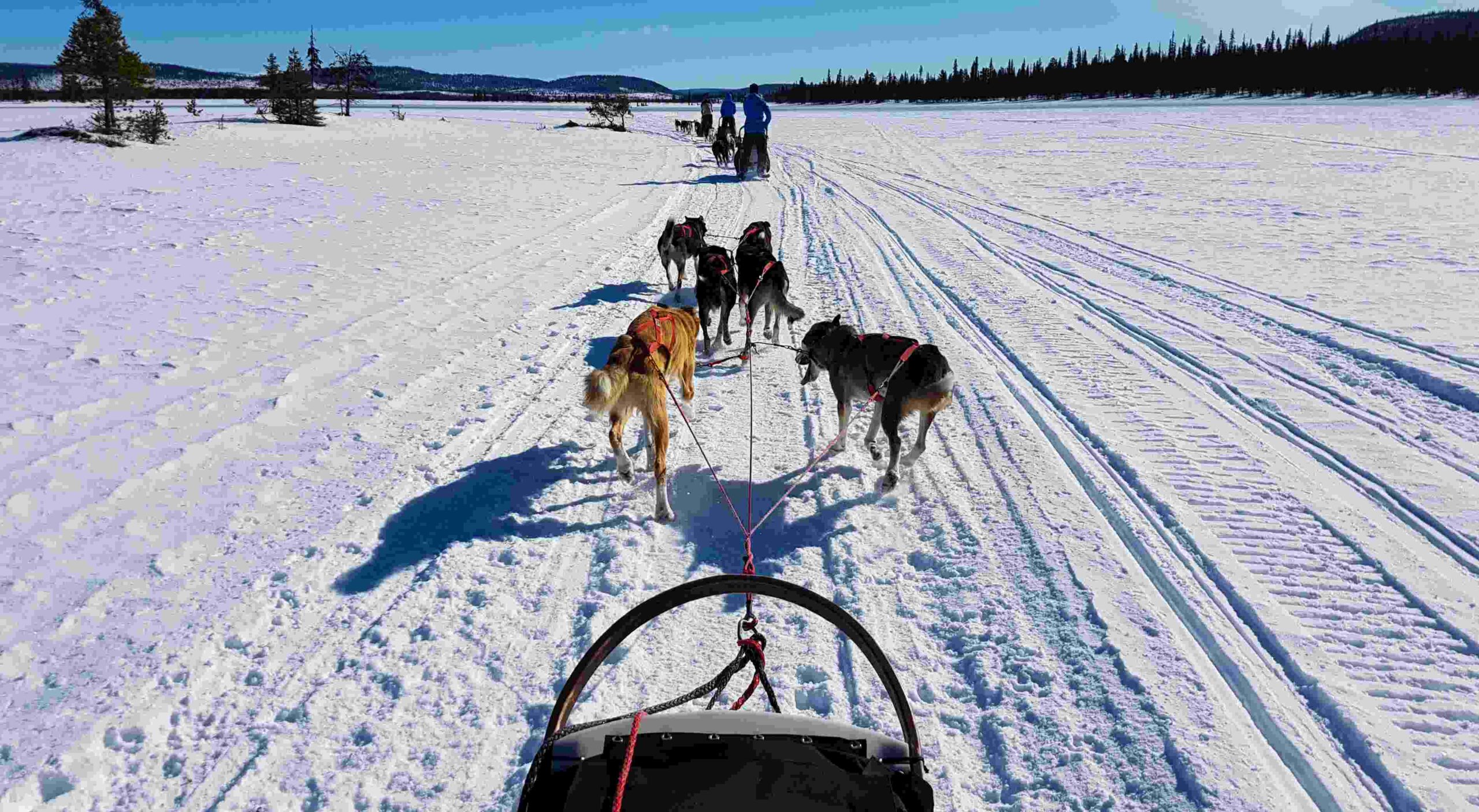 dog sledding