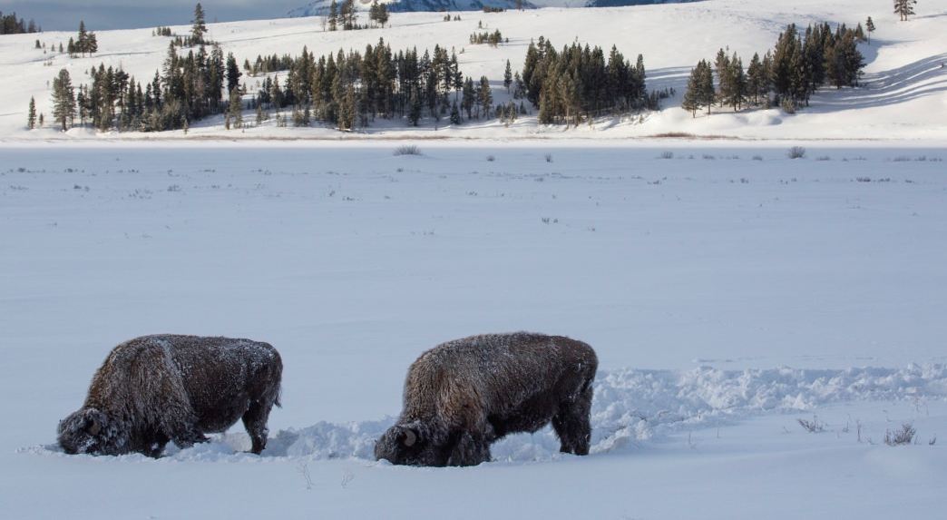 BISON yellowstone