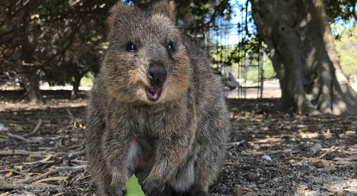 quokka