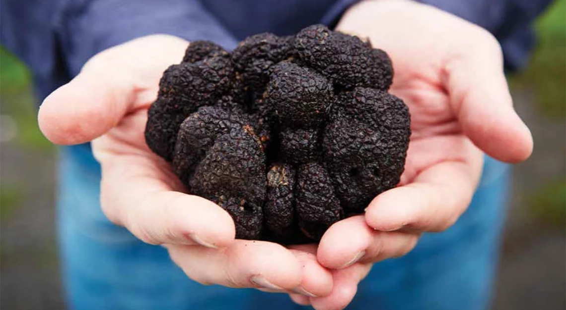truffle shortage