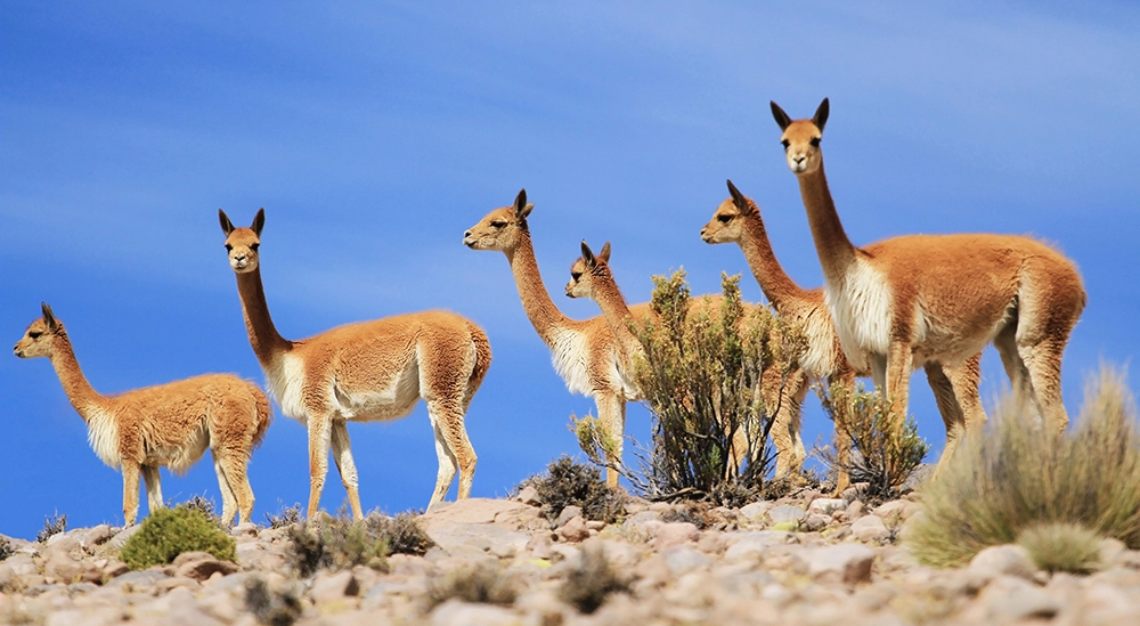 What makes a vicuña coat worth US$20,000? The ultimate menswear fabric
