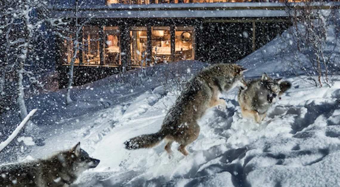 Wolf watching safaris