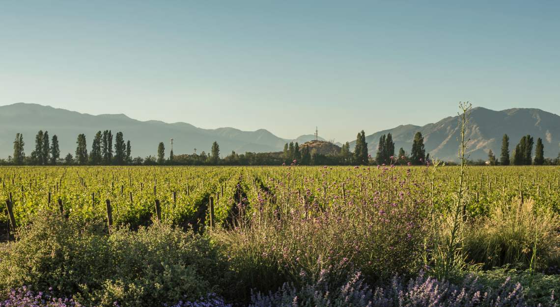 Don Melchor Vineyard