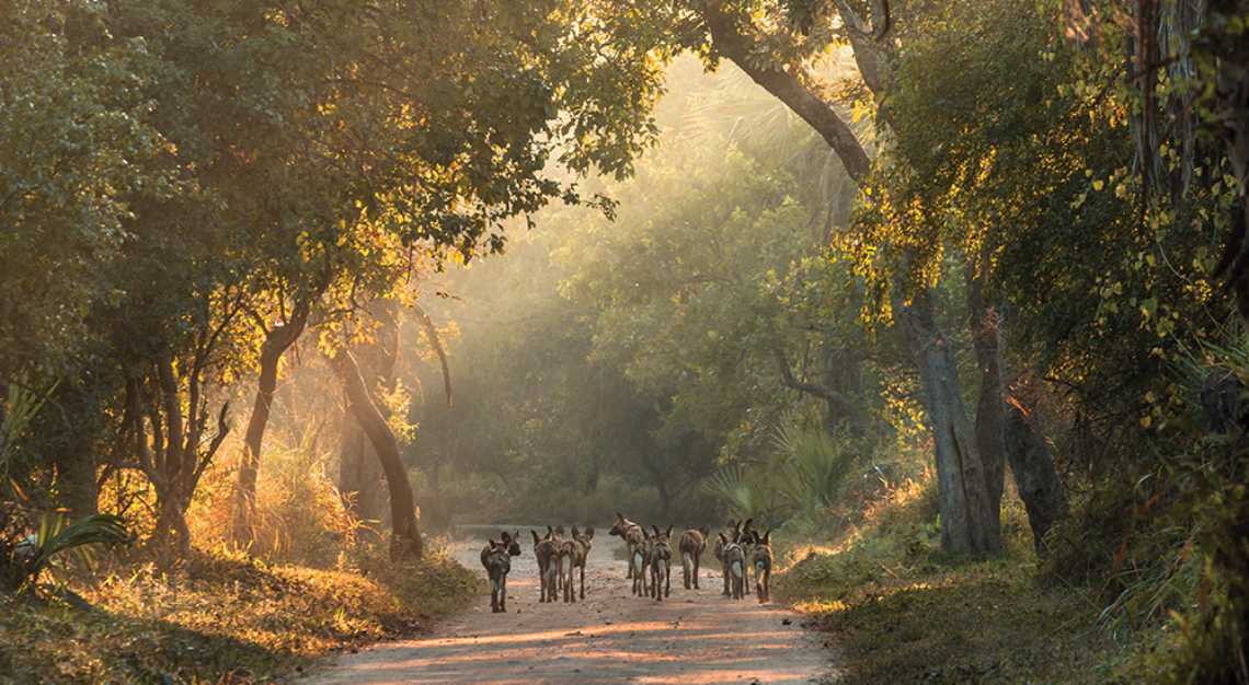 Gorongosa National Park