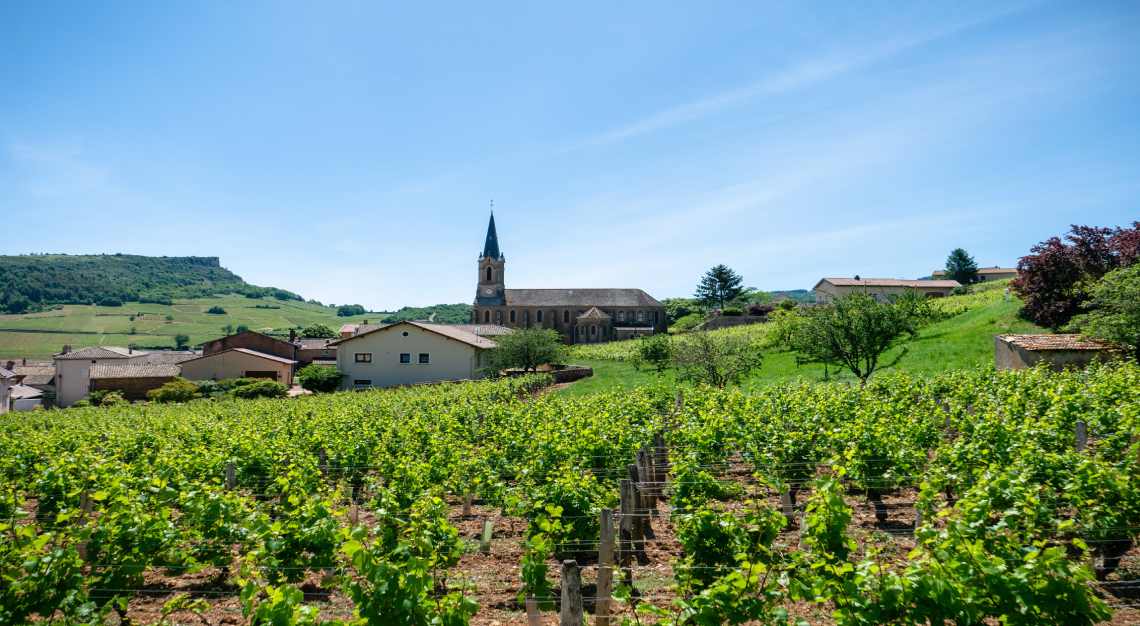 Bordeaux vineyards