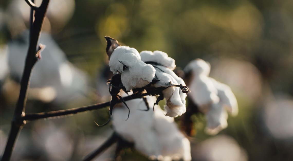 cotton