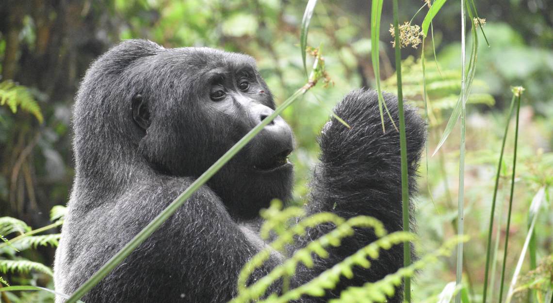 rwanda gorilla