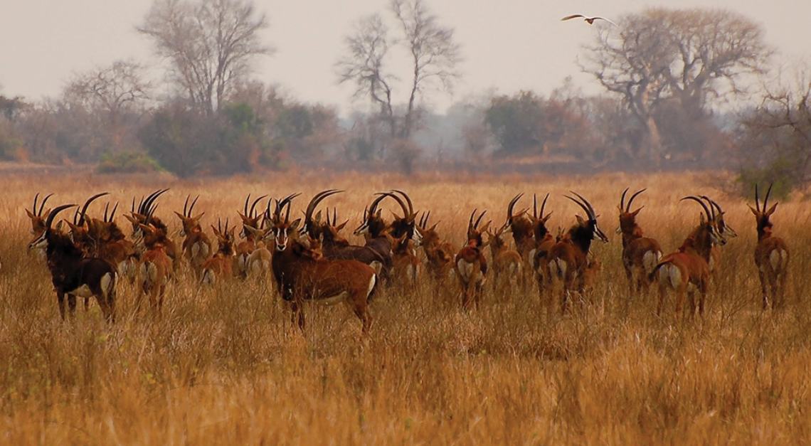 Gorongosa National Park