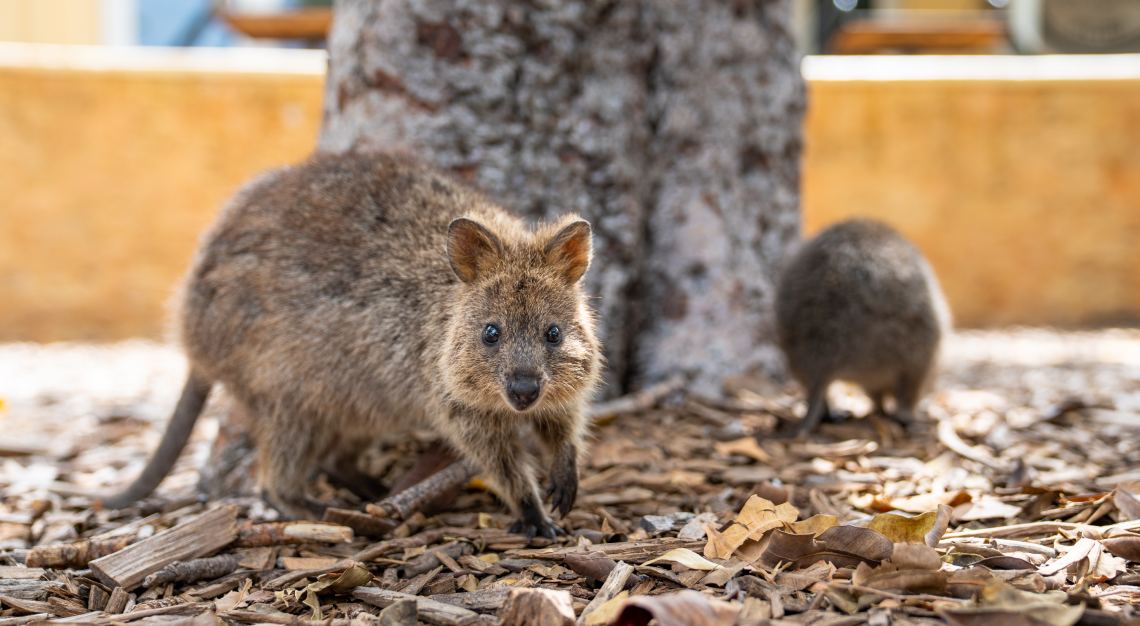 quokkas