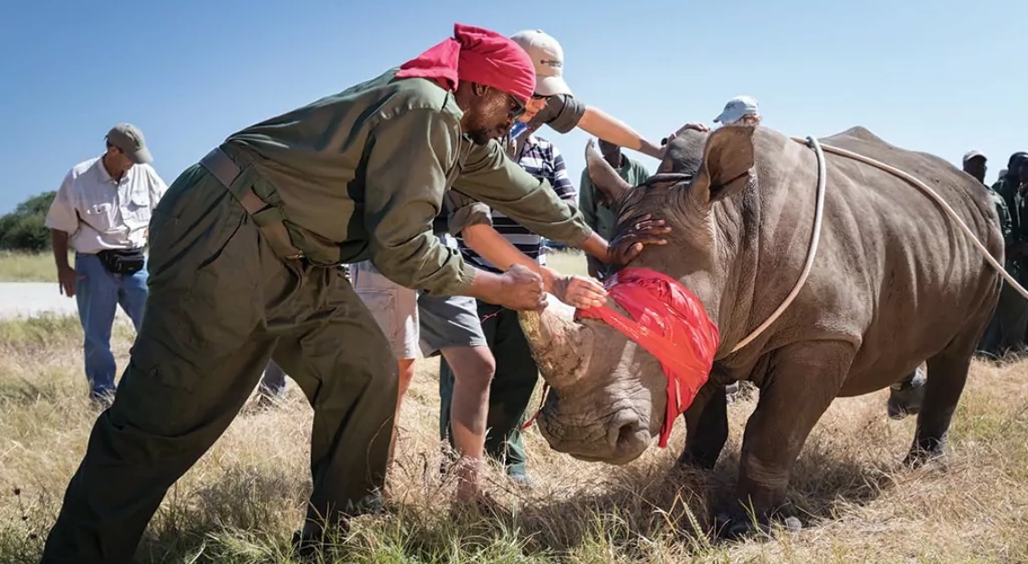 men helping a rhino out in the African safari