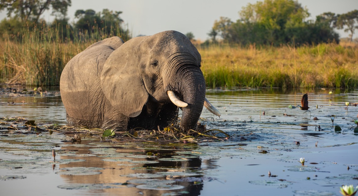 An elephant in an African safari resting near a waterhole