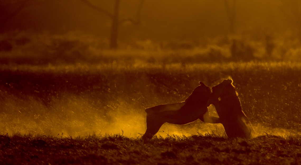 two animals fighting in the wild African safari