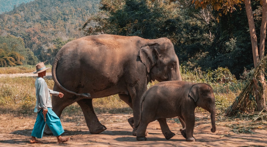 two elephants sheperded by a Thai man