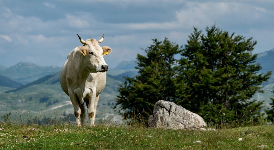 white cow butcher